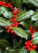 Nellie R. Stevens Holly | 40 Live Trees | Evergreen Privacy Screening Hedge Plants | Ilex