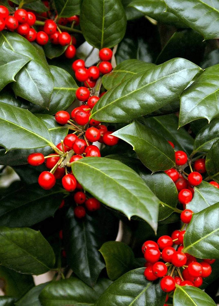 Nellie R. Stevens Holly | 40 Live Trees | Evergreen Privacy Screening Hedge Plants | Ilex