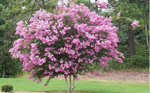 Crape Myrtle Rhapsody in Pink | Extra Large 3 Gallon Plant | Soft Pink Blooms, Live Plant, Elegant Ornamental Shrub for Graceful Garden Displays