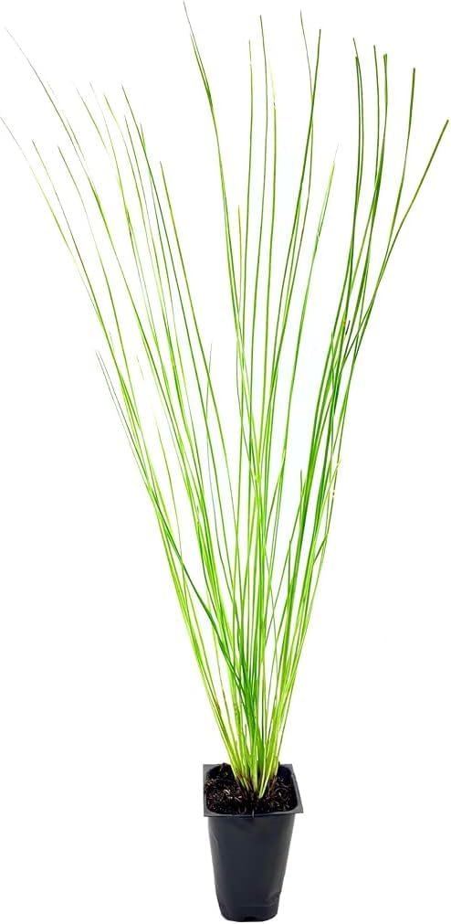 Longleaf Pine Tree | Live Plants | Pines Palustris | Hardy Fast Growing Evergreen Eco|Friendly Trees