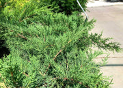 Juniper Kallay | Live Gallon Size Plant | Juniperus Chinensis | Drought Tolerant Cold Hardy Evergreen Groundcover