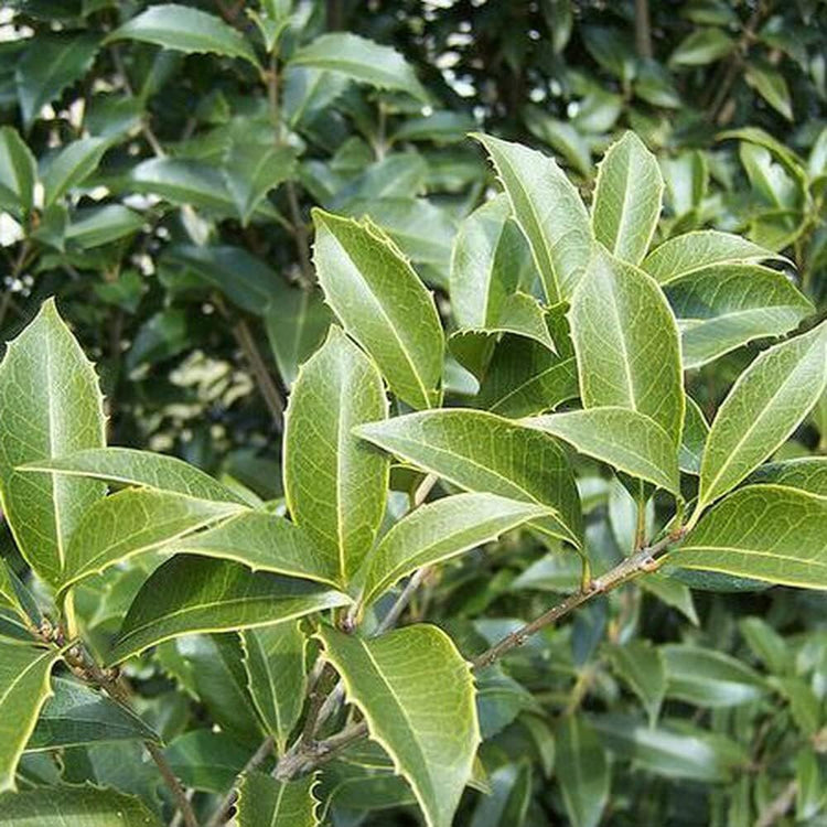 Fragrant Tea Olive | Live Gallon Size Plants | Osmanthus fragrans | Ideal for Gardens & Landscaping | Easy|to|Grow Evergreen Shrub | Delightful Sweet Scent | Decorative & Versatile