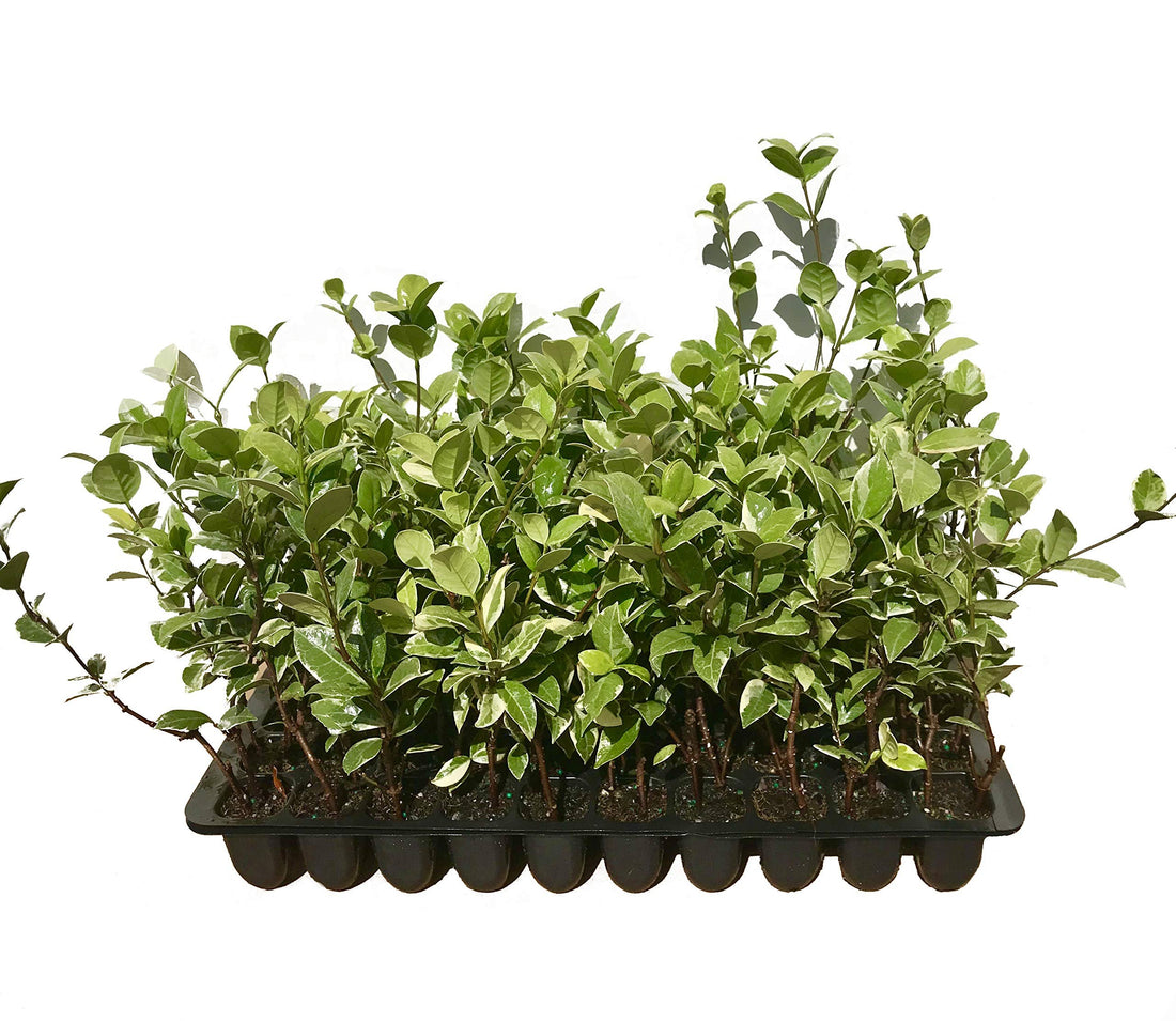 Confederate Jasmine Variegated | Live Plants | Trachelospermum Jasminoides Variegatum | Fragrant Blooming Evergreen Vine