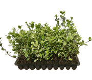 Confederate Jasmine Variegated | Live Plants | Trachelospermum Jasminoides Variegatum | Fragrant Blooming Evergreen Vine