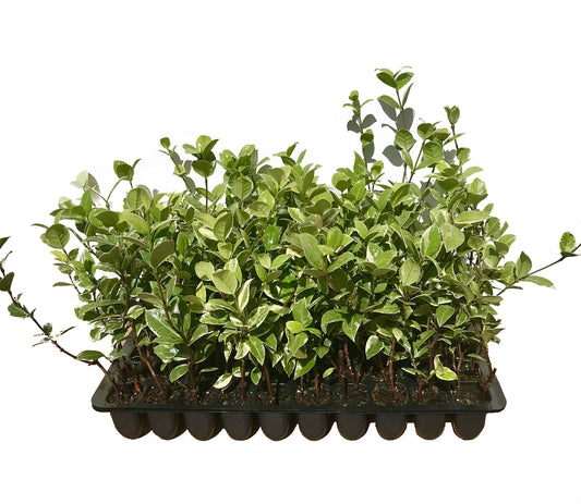 Confederate Jasmine Variegated | Live Plants | Trachelospermum Jasminoides Variegatum | Fragrant Blooming Evergreen Vine