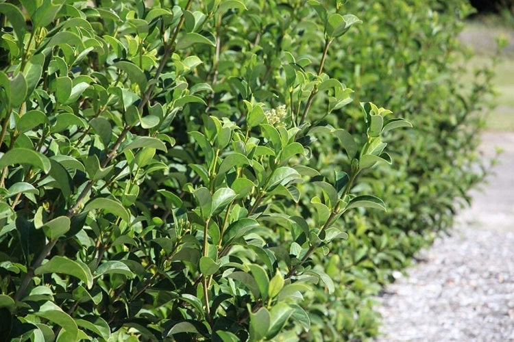 Sweet Viburnum | Large 4 Inch Pots | Viburnum Odorotissimum | Live Plants | Fast Growing Privacy Hedge, Shrub, Privacy Screen
