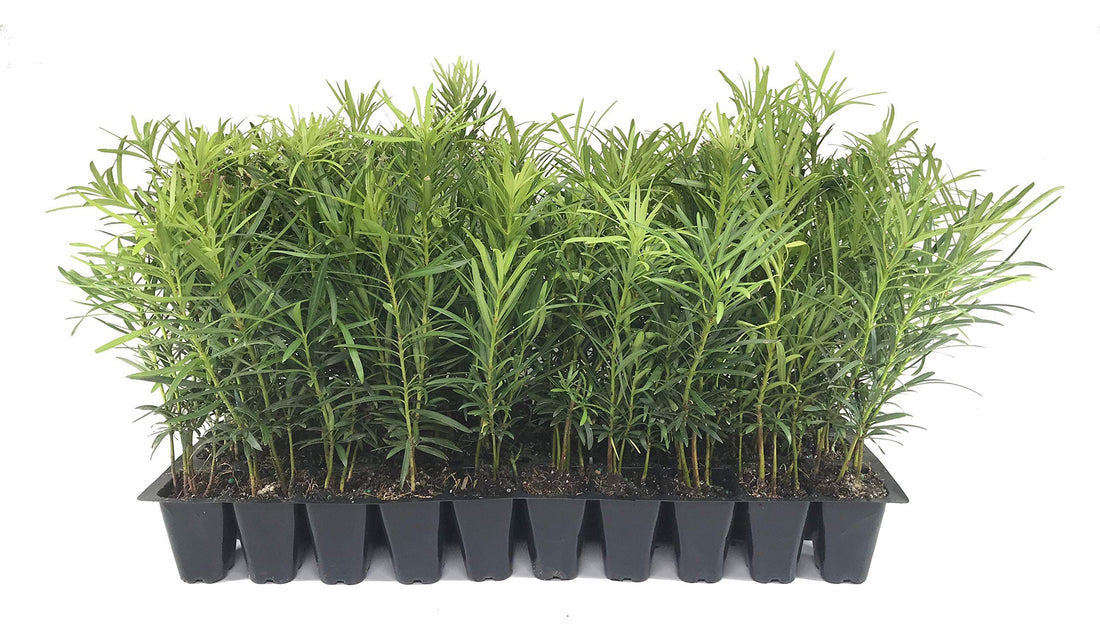 Podocarpus Macrophyllus Japanese Yew | 10 Live Plants | Evergreen Privacy Hedge