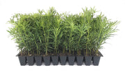 Podocarpus Macrophyllus Japanese Yew | 10 Live Plants | Evergreen Privacy Hedge