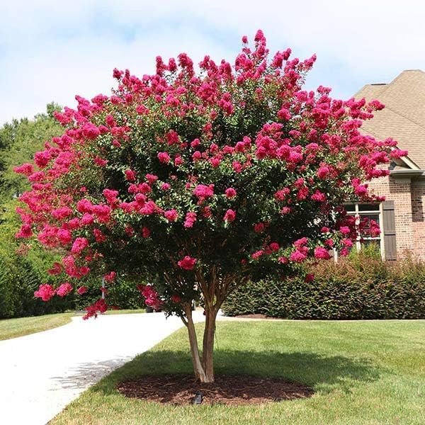 Crape Myrtle Pink Velour | Live Plants | Lush Magenta|Pink Blooms, Live Plant, Elegant Ornamental Shrub for Distinctive Garden Accents
