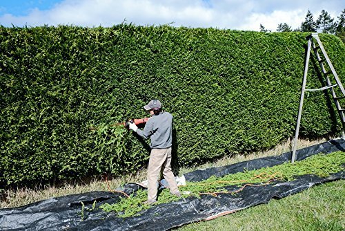 Arborvitae Emerald Green | Live 4 Inch Pot | Thuja Occidentalis Smaragd Tree | Evergreen Privacy Screening Hedge Plants