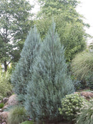 Wichita Blue Juniper | Live Gallon Size Trees | Juniperus Scopulorum | Evergreen Screening Hedging Plant