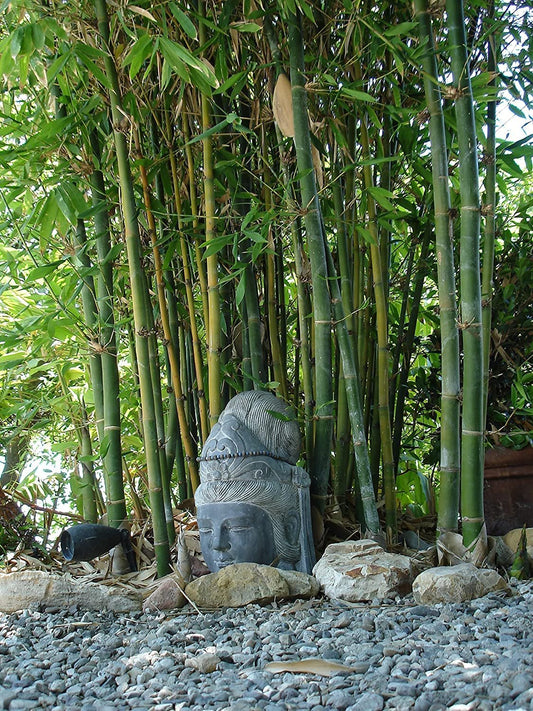 Giant Timber Bamboo | Live Plant | Bambusa Oldhamii | Beautiful Non|Invasive Clumping Bamboo Privacy Screen
