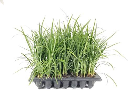 Emerald Goddess Liriope Muscari | Live Plants | Drought Tolerant Low Maintenance Evergreen Ground Cover Grass