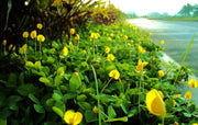 Ornamental Peanut Grass | Arachis Glabrata | Live Plants | 2" Pot Size | Fully Rooted Drought Tolerant Ground Cover