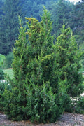 Keteleeri Juniper | Live Gallon Size Tree | Juniperus Chinensis | Drought Tolerant Cold Hardy Evergreen Plant