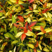 Jasmine Summer Sunset | Live Plants | Trachelospermum Asiaticum | Colorful Groundcover Vine
