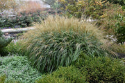 Adagio Maiden Grass | Live Plants | Micanthus Sinensis | Hardy Ornamental Grass Perfect for Landscaping and Gardening