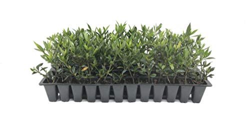 Frostproof Gardenia | Live Plants | Fragrant Blooming Shrub | Gardenia Jasminoides