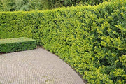 Needlepoint Chinese Holly | Ilex Cornuta | Live Quart Size Plant | Low Maintenance Screening Evergreen Hedge
