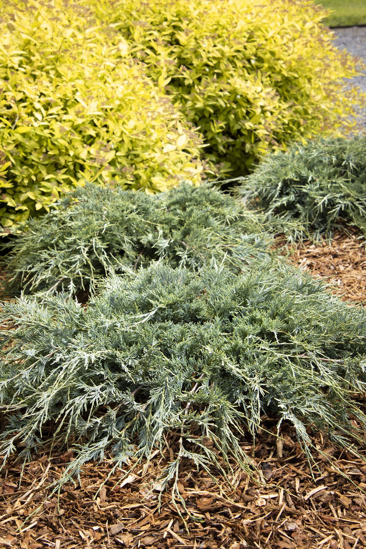 Blue Sargent Juniper | Live Plants | Juniperus Chinensis | Drought Tolerant Cold Hardy Evergreen Ground Cover