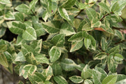 Variegated Asiatic Jasmine Minima | 10 Live Plants | Trachelospermum Asiaticum 'variegatum' | Evergreen Groundcover