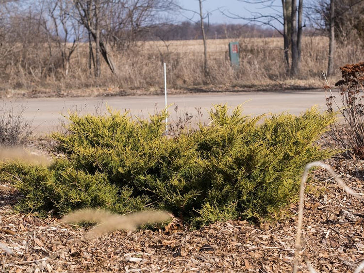 Old Gold Juniper | Live 4 inch Pots | Juniperus Chinensis | Evergreen Cold Hardy Drought Tolerant Groundcover Plants