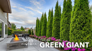 Green Giant Arborvitae | Live Gallon Tree | Thuja Plicata | Evergreen Privacy Screening Plants