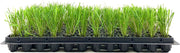 Feather Reed Grass Karl Foerster | Live Plants | Calamagrostis X Acutiflora | Drought Tolerant Cold Hardy Low Maintenance Ornamental Grass