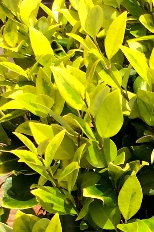 Ligustrum Howardi | Large 3 Gallon Size Plant | Ligustrum Lucidum 'Howardii' | Lush Evergreen Shrub | Perfect for Landscaping & Privacy Screens