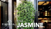 Star Jasmine | Extra Large 3 Gallon Plants | Trachelospermum Jasminoides | Fragrant Climbing Vine | Ideal for Trellises and Arbors