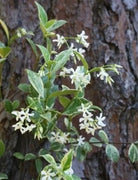 Variegated Confederate Jasmine | Extra Large 3 Gallon Plants | Trachelospermum jasminoides Variegata | Eye|Catching Climber | Perfect for Garden Walls and Trellises