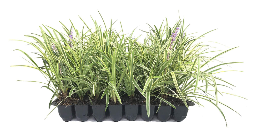 Variegated Liriope Muscari 'Silvery Sunproof' | Live Plants | Blooming Evergreen Groundcover