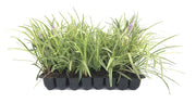 Variegated Liriope Muscari 'Silvery Sunproof' | Live Plants | Blooming Evergreen Groundcover