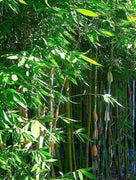 Oldhamii Bamboo | Live Plant | Bambusa Oldhamii | Privacy Screen Bamboo | Fast|Growing Garden Foliage | Tall Decorative Landscape Specimen