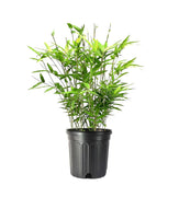 Golden Goddess Hedge Bamboo Plant | Live Plants | Bambusa Multiplex | 6 Inch Pot | Non|invasive Clumping