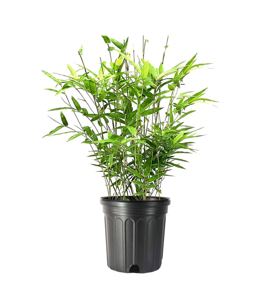 Golden Goddess Hedge Bamboo Plant | Live Plants | Bambusa Multiplex | 6 Inch Pot | Non|invasive Clumping
