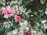 Breynia Disticha Roseopicta Snowbush | Live Plants | Ornamental Shrub, Perfect for Indoor & Outdoor Landscaping | Drought Tolerant, Low | Maintenance, Easy to Grow Plant