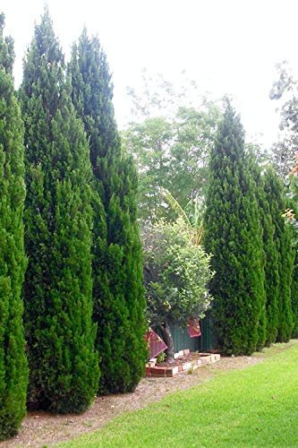 Spartan Juniper | Juniperus Chinensis | Live 4 inch Container Trees | Evergreen Privacy Screening Plants