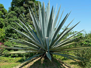 Agave Tequilana | Live Medium Size Plants | Blue Weber Tequila Succulent | Drought Tolerant Hardy Ornamental Specimen