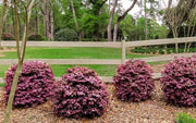 Loropetalum Ruby | Extra Large 3 Gallon Plants | Loropetalum Chinense 'Ruby' | Vibrant Garden Addition | Easy|Grow Foliage