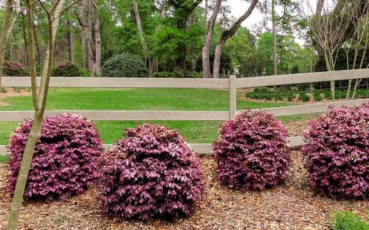 Loropetalum Ruby | Extra Large 3 Gallon Plants | Loropetalum Chinense 'Ruby' | Vibrant Garden Addition | Easy|Grow Foliage