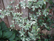 Variegated Confederate Jasmine | Extra Large 3 Gallon Plants | Trachelospermum jasminoides Variegata | Eye|Catching Climber | Perfect for Garden Walls and Trellises
