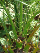 Phoenix Roebelenii | Miniature Pygmy Date Palm | Large Live Tree | Beautiful Patio Plant