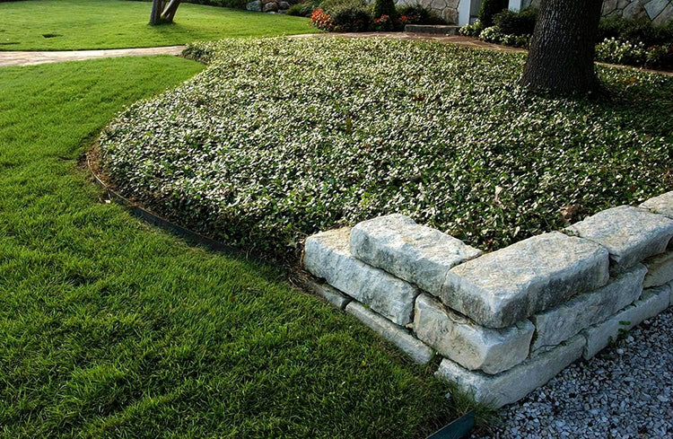 Asiatic Jasmine Minima | Live Plants | Trachelospermum Asiaticum | Drought Tolerant Cold Hardy Evergreen Ground Cover