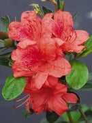 Azalea Fashion | Extra Large 3 Gallon Plants | Vibrant, Healthy, & Blooming, Perfect for Indoor/Outdoor Decor, Easy|Care Flowering Shrub, Ideal Gift for Garden Enthusiasts