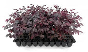 Loropetalum Carolina Midnight | Live Plants | Loropetalum Chinense | Purple Foliage Shrub | Ornamental Landscape Bush | Fast Growing Plants
