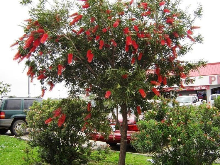 Bottlebrush Red Cluster | Live Quart Size Plants | Callistemon citrinus | Perfect for Gardens & Landscaping | Easy to Grow & Low Maintenance Vibrant Shrub