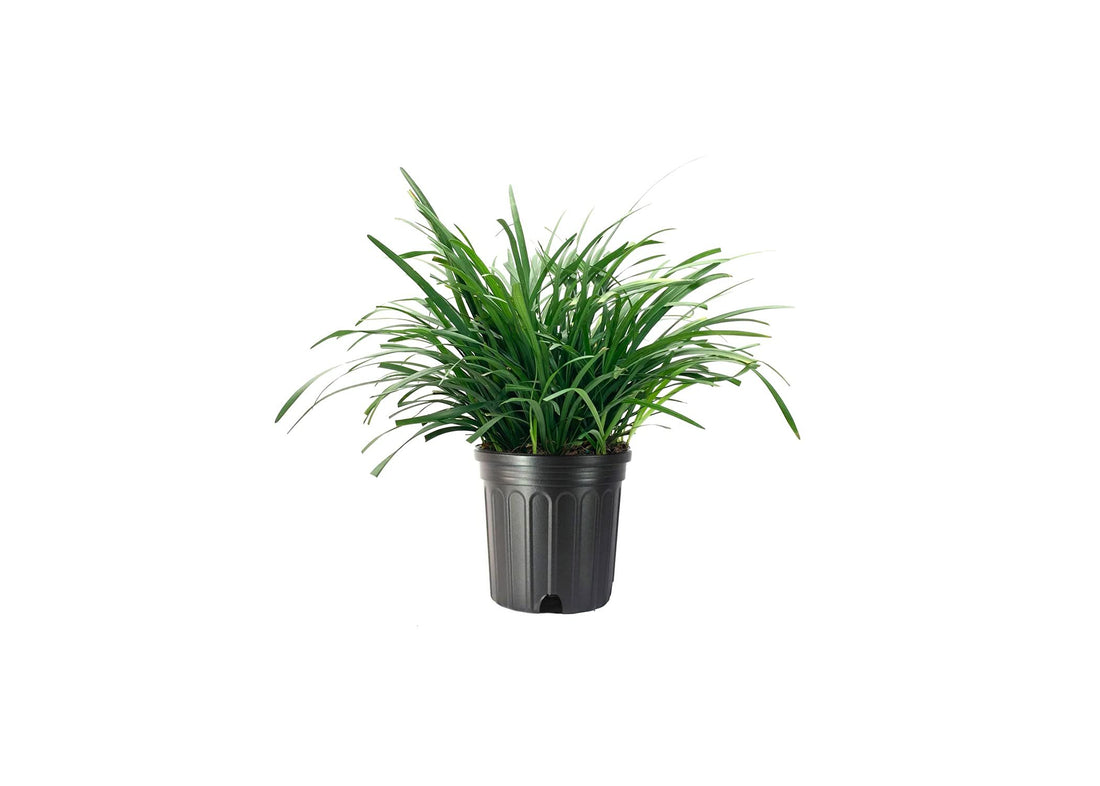 Liriope Big Blue | Live Plants | Liriope muscari | Lavender Blue Flowers | Evergreen Ground Cover for Shade | Landscape Borders for Walkways and Beds
