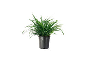 Liriope Big Blue | Live Plants | Liriope muscari | Lavender Blue Flowers | Evergreen Ground Cover for Shade | Landscape Borders for Walkways and Beds