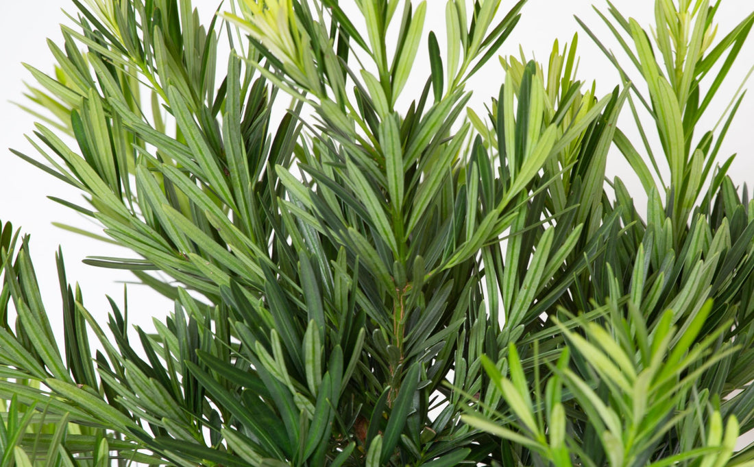 Podocarpus Pringles | Extra Large 3 Gallon Plants | Podocarpus Macrophyllus 'Pringles' | Ideal for Hedges | Low Maintenance Shrub